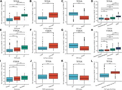 Microfibrillar-associated protein 2 is a prognostic marker that correlates with the immune microenvironment in glioma